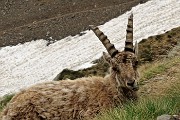 06 Ricresce l'erba, lo stambecco la gusta fresca 